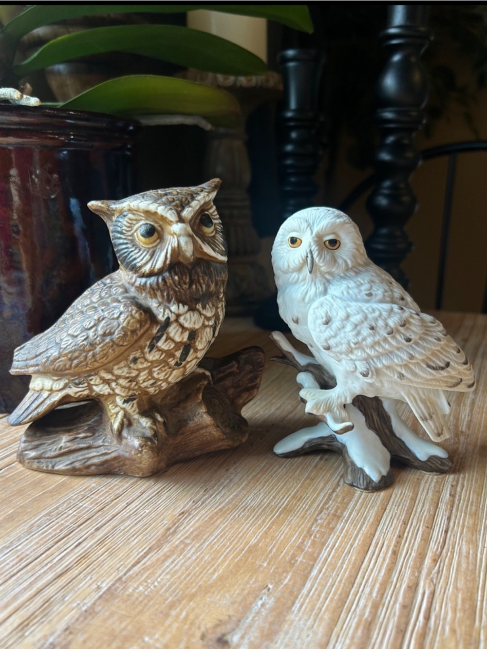 Owl Bundle